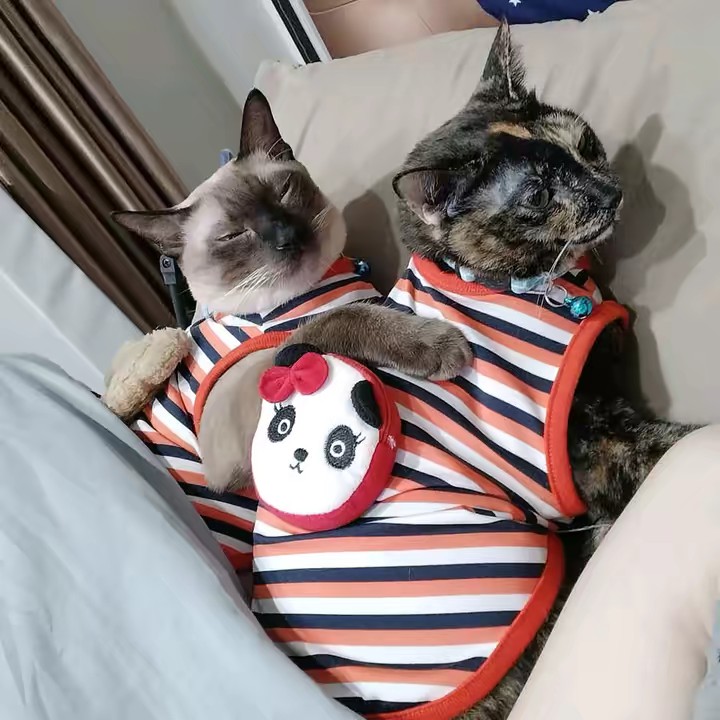 น้องคิม พี่แกง แมวมึน ไม่มีหู