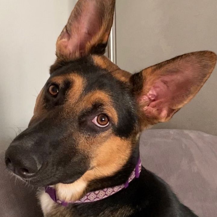 Luna-I’m-all-ears