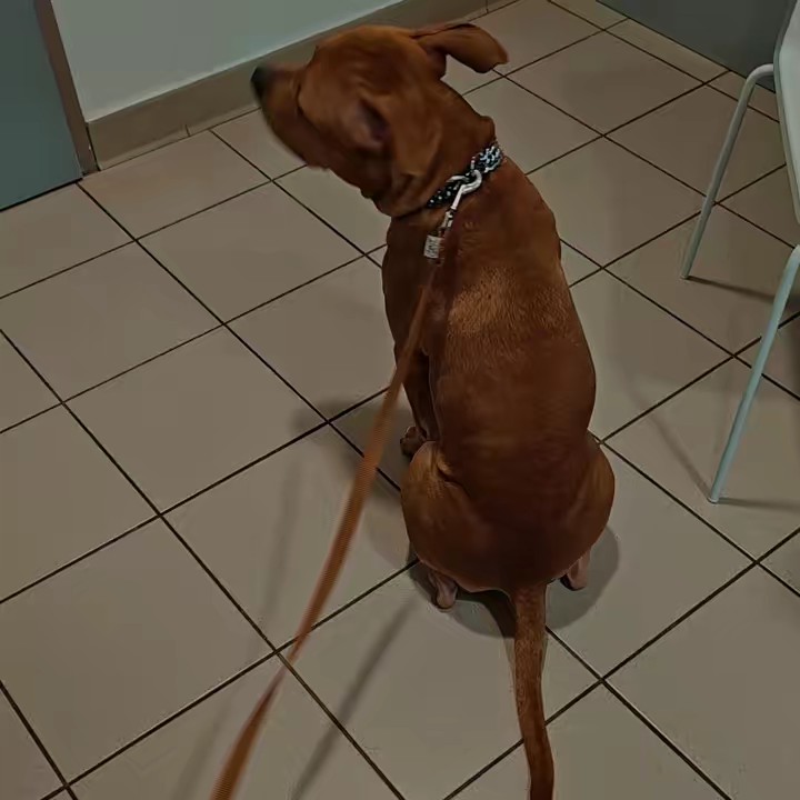 Amstaff 🇹🇷🇫🇷