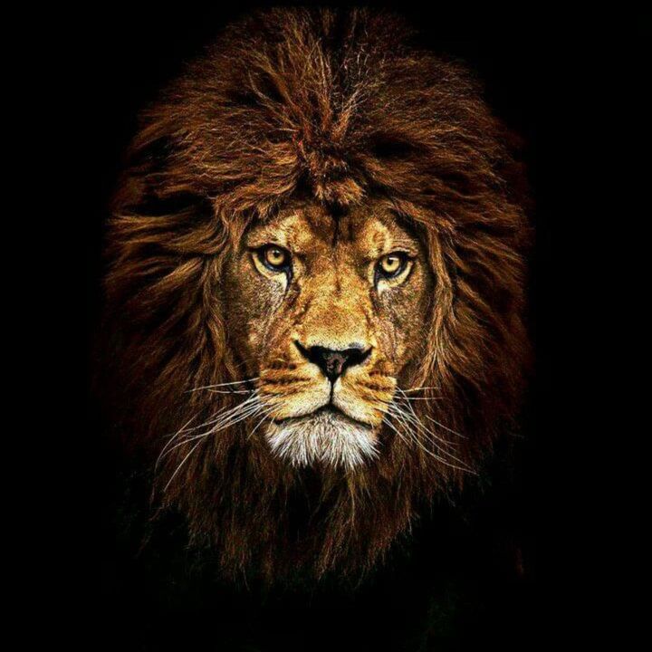 🔥🤟  𝔠𝕣ᗩzʸ ᛕ𝕀ⓝ𝑔  🤟🔥