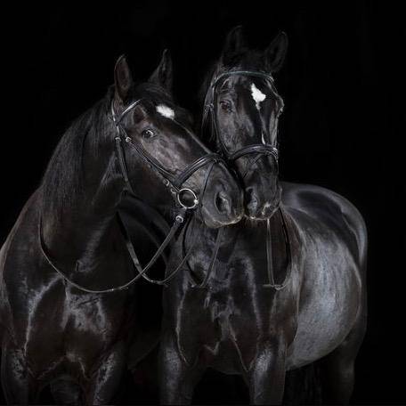 ꧁𝐻𝑜𝑟𝑠𝑒 𝐹𝑎𝑐𝑡𝑠꧂