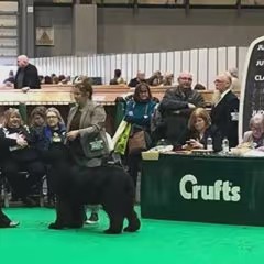 Wilbears Newfies/Mastiff