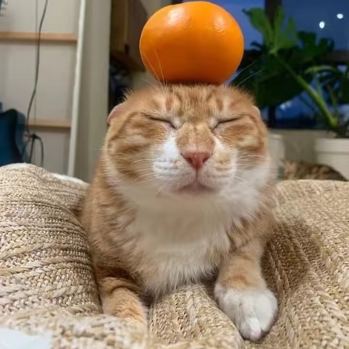 Vương Hiếu🫶🏻