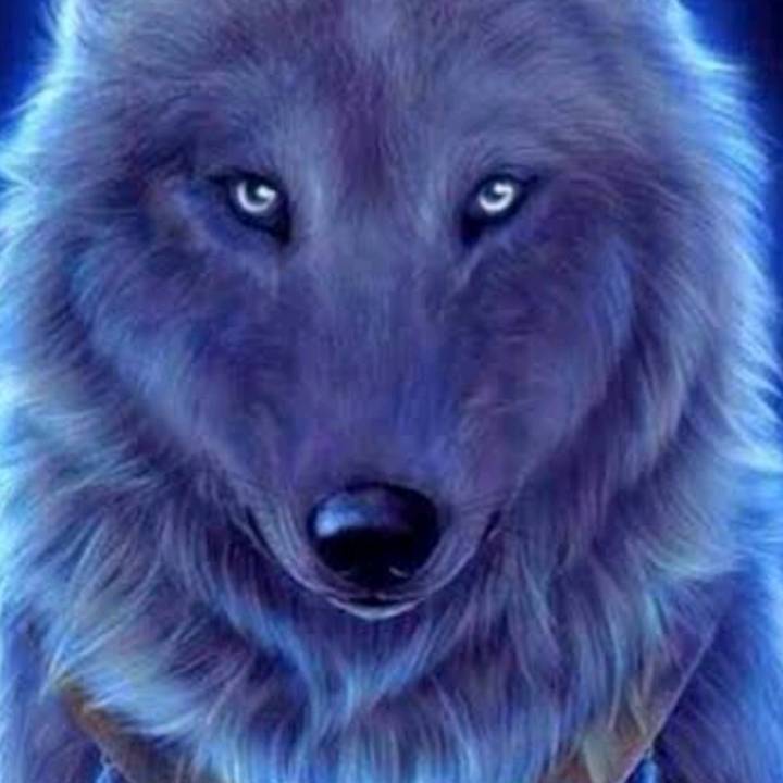 ☝️گرگ مزار☝️