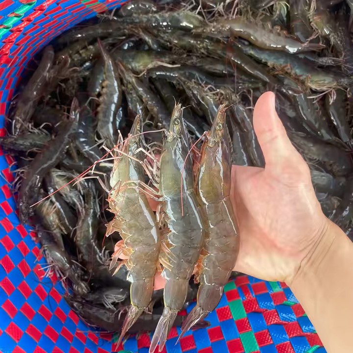 TÔM THẺ BẾN TRE