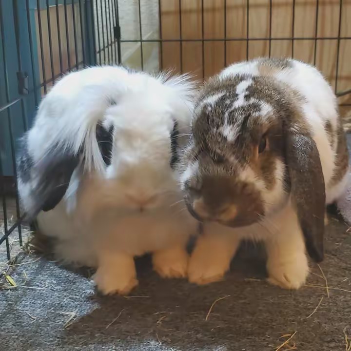 Miscbunbuns