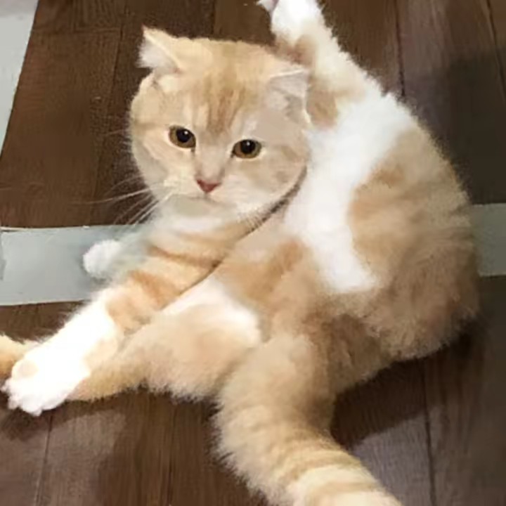 ななたんいる生活