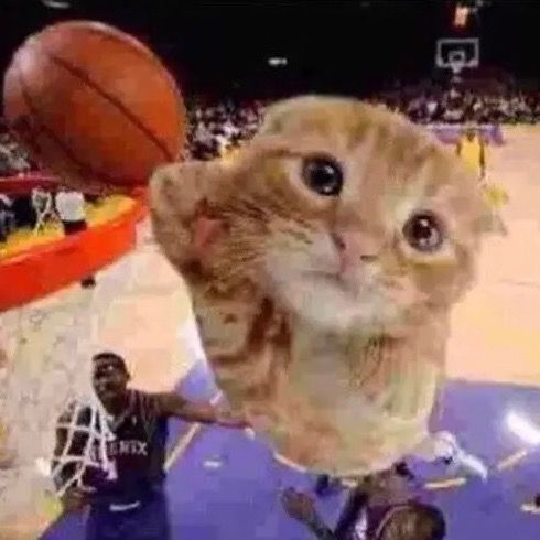 Basketballcat34