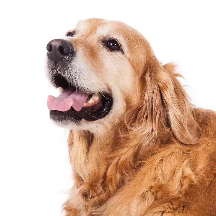 Goldenretriever💙Kaka