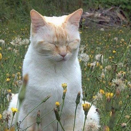 ꨄ︎𝙲𝚘𝚝𝚝𝚊𝚐𝚎𝚌𝚘𝚛𝚎ꨄ