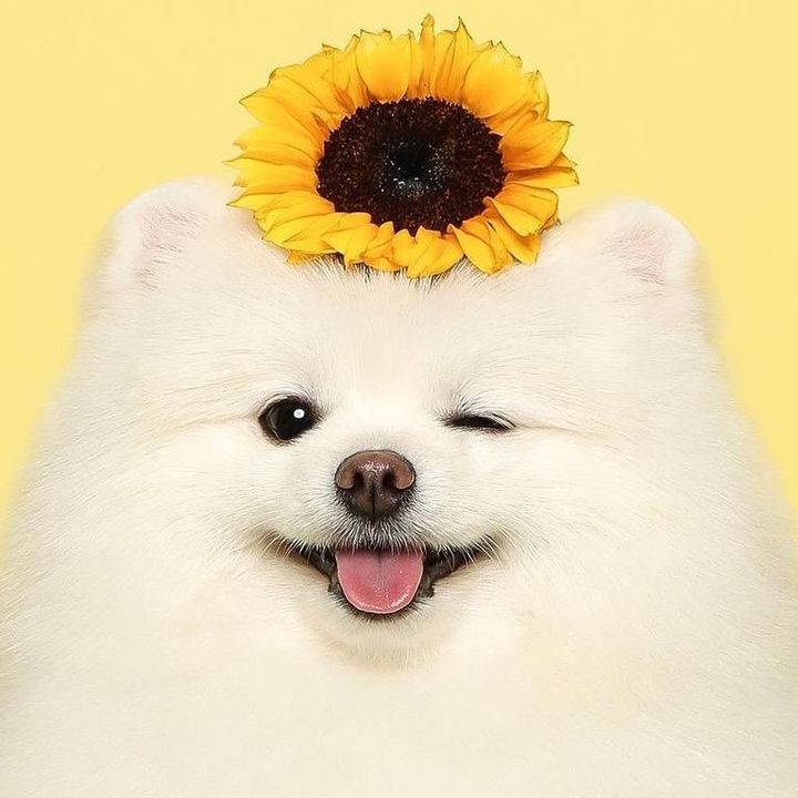 설이의하루(HongSnow)