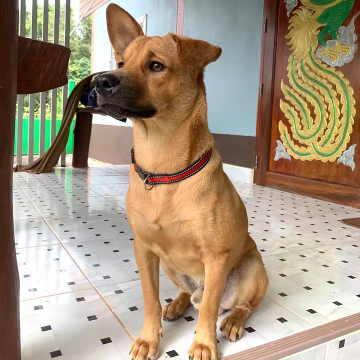 น้องไข่เจียว _(หมาดื้อ)❤️🐕