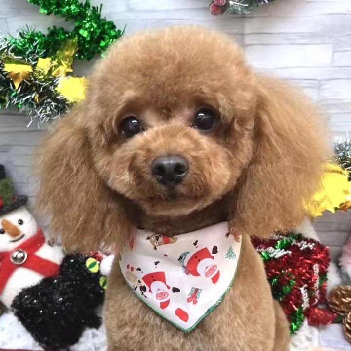 あざといぷけん太くん