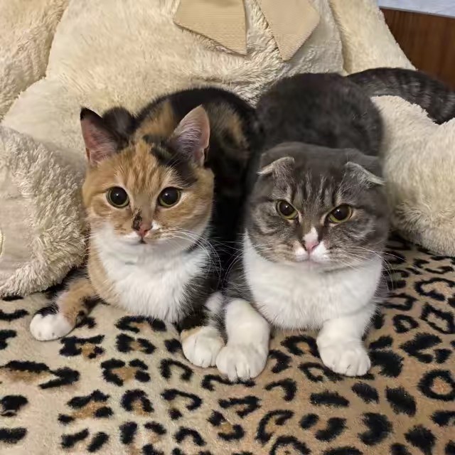 Chloe 𝜗𝜚 Freya