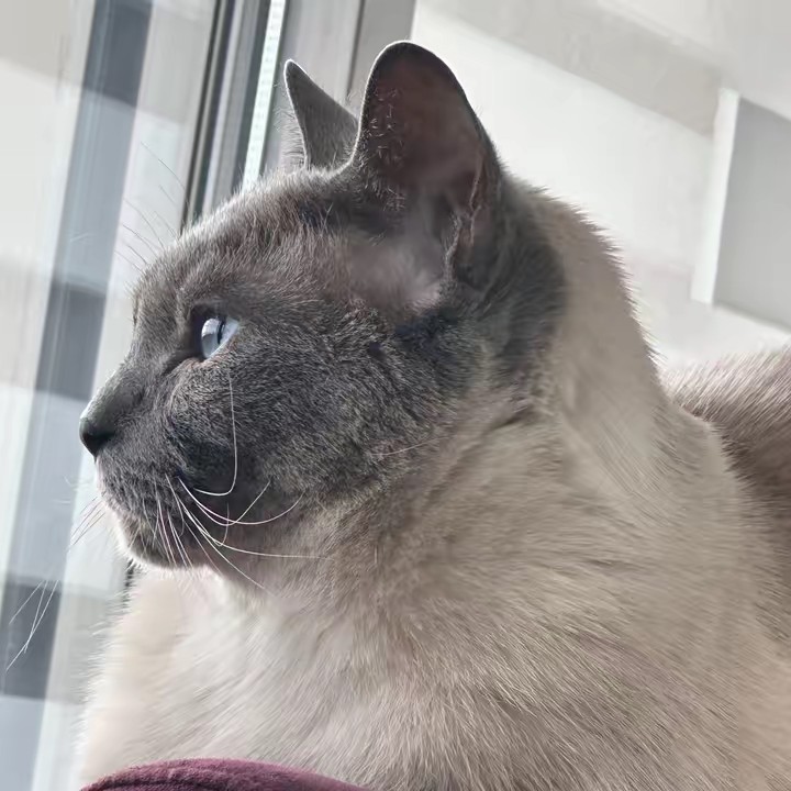 面白い動画(’ω’)ｻｲｺｳｶﾖｫｫｫｫｫｫｫ