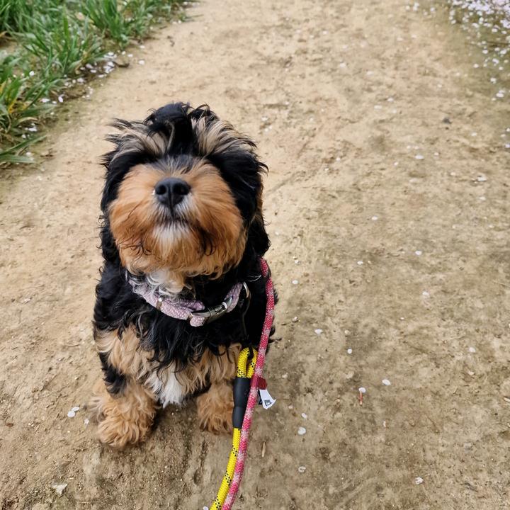 Phyllis the Cavapoo 🐕💕🐶💕