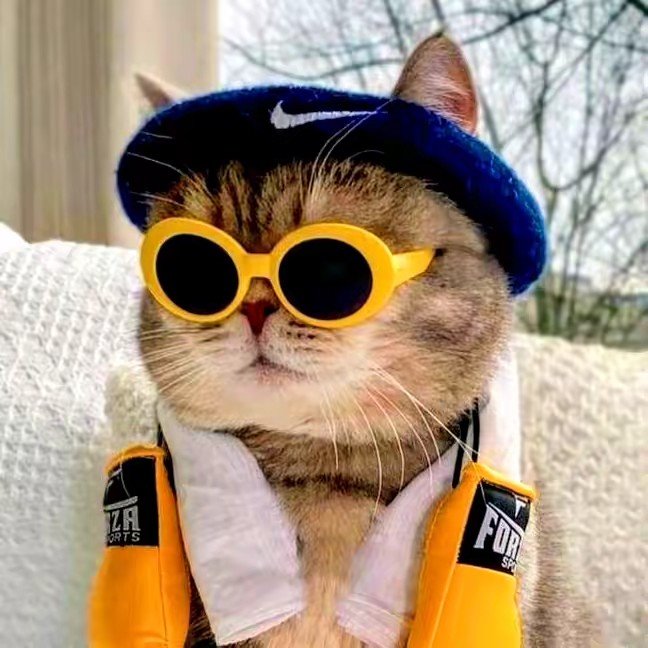 𝙁𝙪𝙣𝙣𝙮 𝘼𝙣𝙞𝙢𝙖𝙡 😻