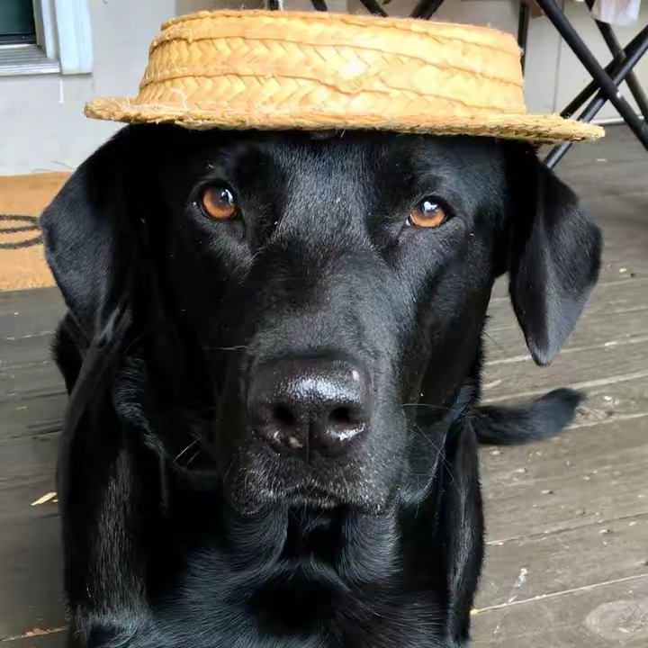 Sundaetheblacklab