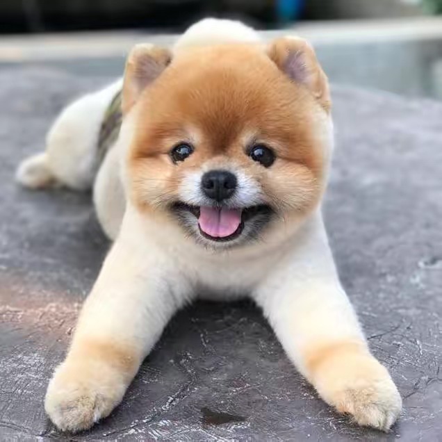 8 Pom Chiangrai ❤️