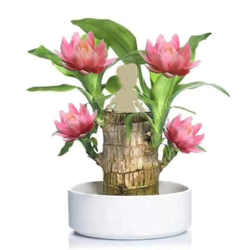 2026 New Brazilian Lucky Tree Live Plant â Indoor Easy Care Lucky Wood, Wealth & Good Fortune Symbol, Decorative Houseplant with Mysterious Doll & Base, Beginner-Friendly Brazilian Lucky Wood for Home, Office, Desk, Feng Shui Decor & Unique Gift