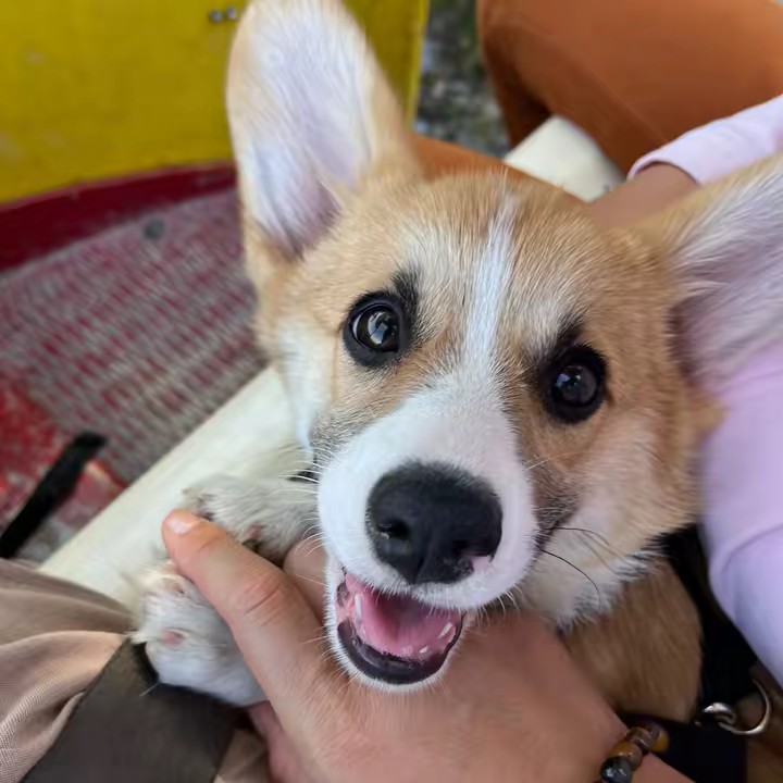 hello vanille corgi