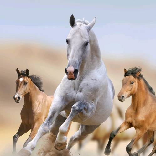 Cabalgando contradicciones