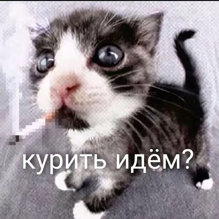 Почётный пивоносец