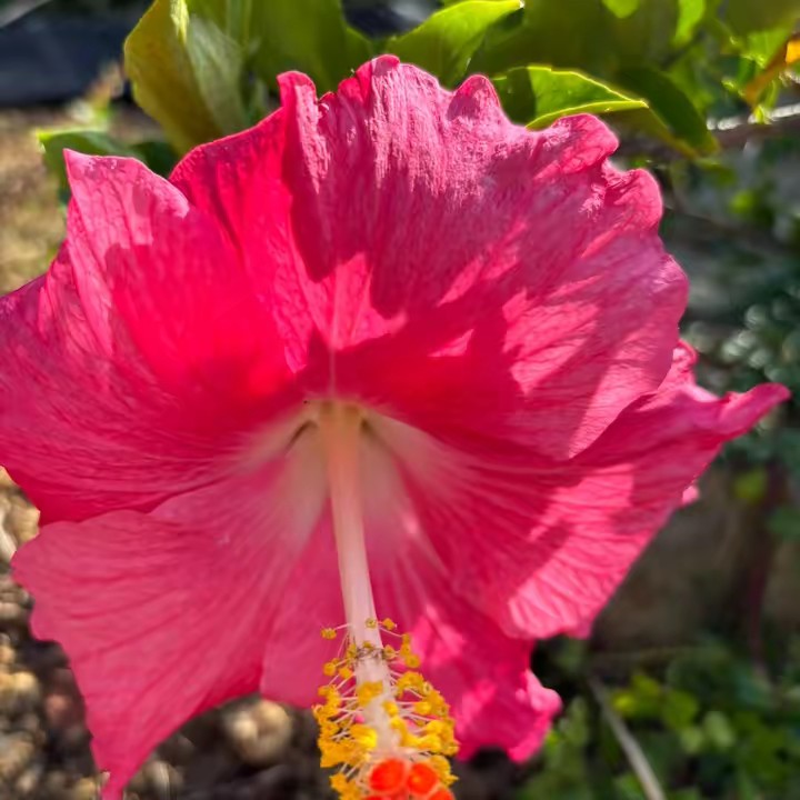 アガリエ　コンスタンシャ