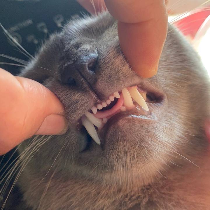 ม.แมวตัวกลม💙🐈