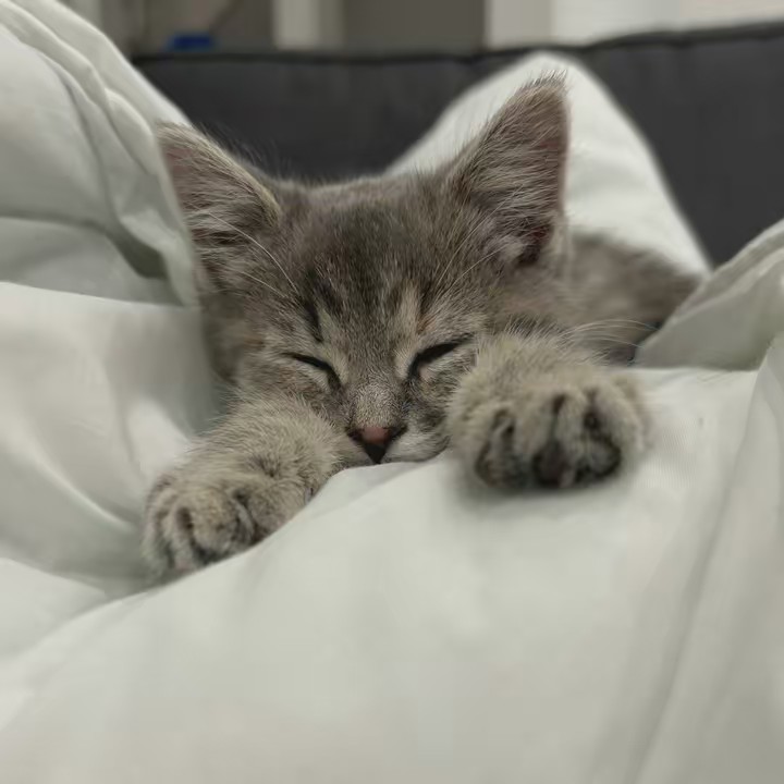 为猫痴狂的山妈