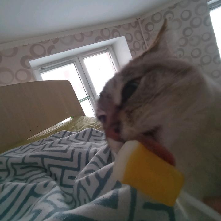 юляша брекетная