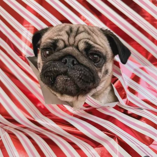 BILLY & CHARLOTTE 🐶