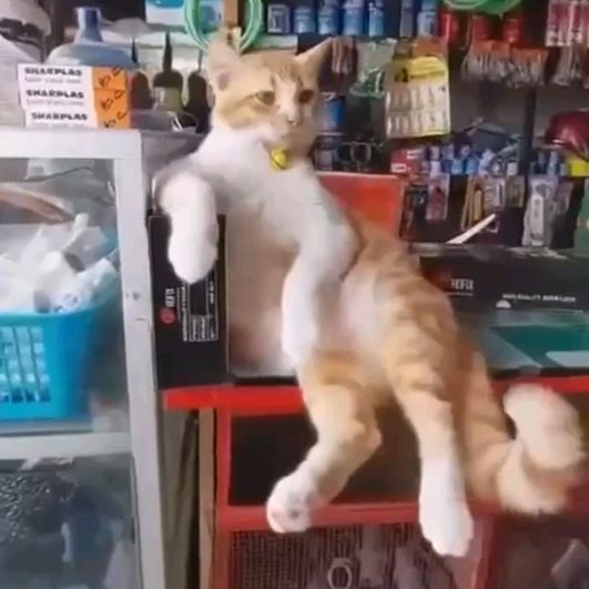 СРАЛ В ТАПКИ