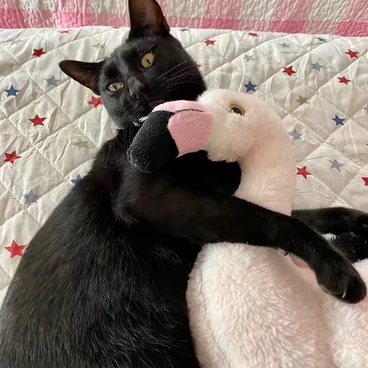 Asiaa_el_gato💫🐈‍⬛