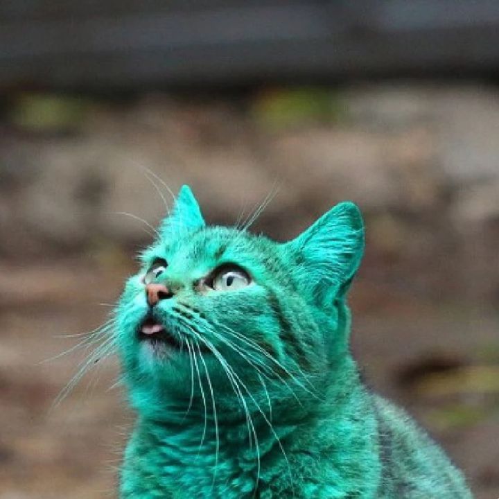 แมวเขียวหางไหม้🔥