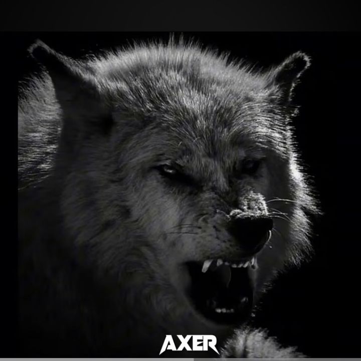 👑 Persian 🐺 wolf👑