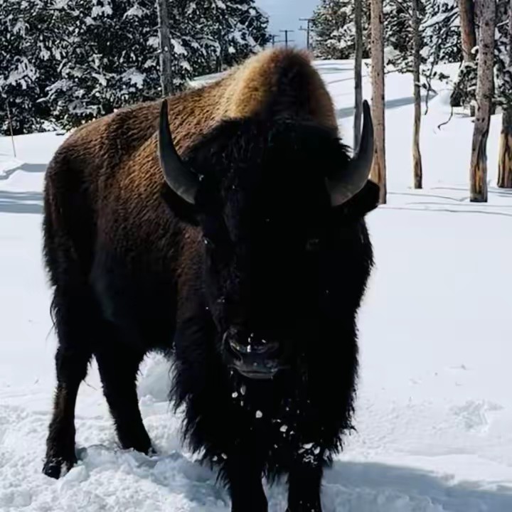 Yellowstone🦬Returns