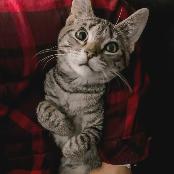 Spadaforecreationsllc