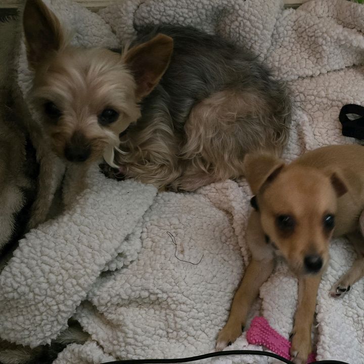 🐾DustyRose🐶/Stormie🐾