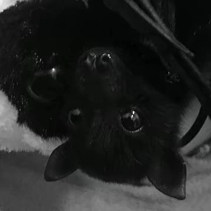 𝓕𝓻𝓮𝓪𝓴𝔂QIRONGS#1FAN|.•⊝🖤