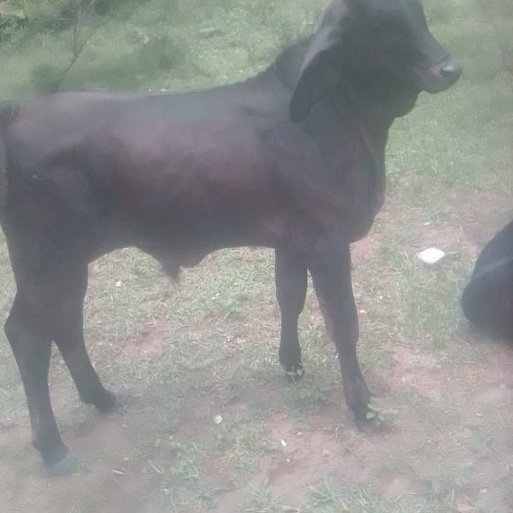 📖 Hector 502 🇬🇹🇺🇸🙏