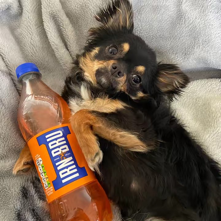 Bea 🏴󠁧󠁢󠁳󠁣󠁴󠁿