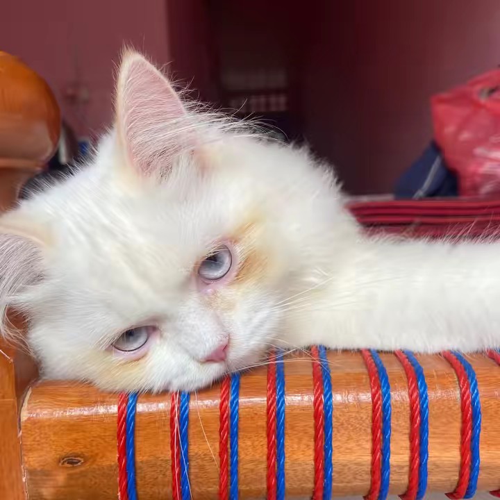 ฟาฟ้า ป้ายยา