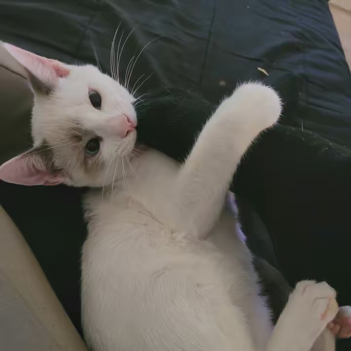 𝓒𝓻𝓪𝔃𝔂 𝓬𝓪𝓽𝓼