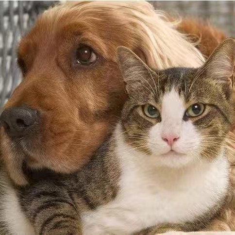 Your Cute Pet🐕🐈