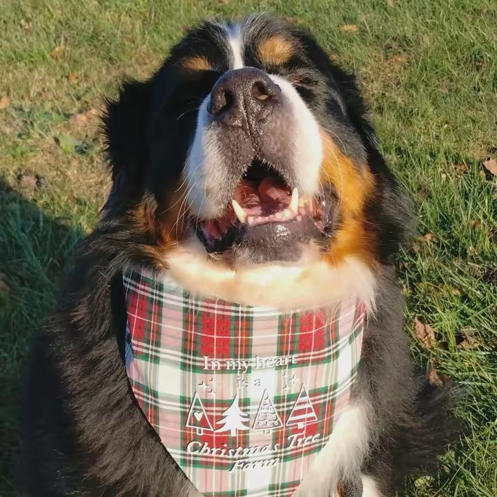 ✨🐾Being Gary 🐾✨