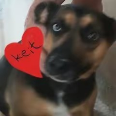 Silvia Rita Mantovani