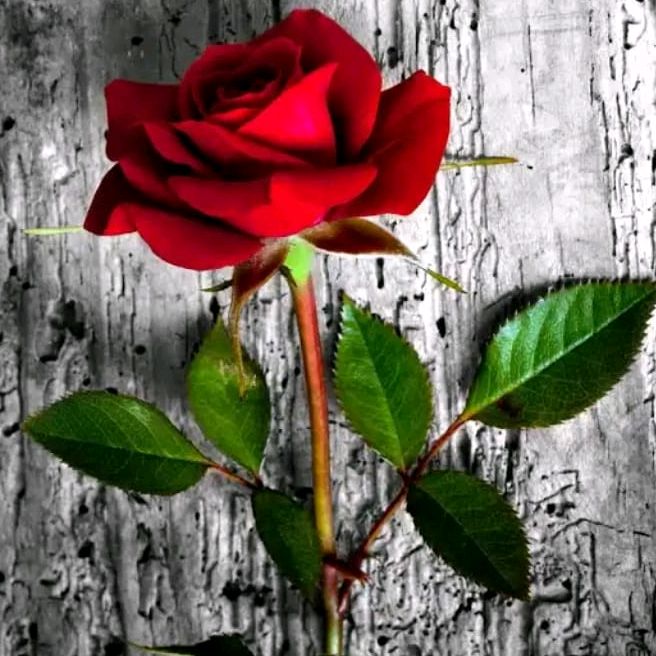 🇱🇷 Raod Rusher🇵🇰