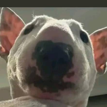 Felps é feio e grauzudo🎩