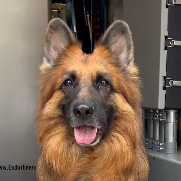 Dog and His Boomer